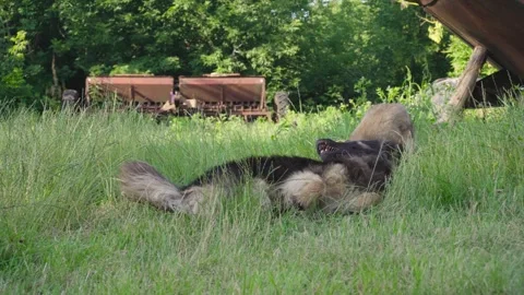 Old homeless dog Video stock 343615098