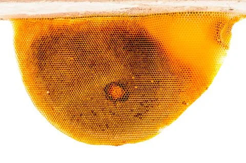Old honeycomb isolated Stock Photos