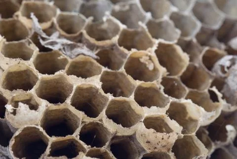 Old honeycomb isolated Stock Photos