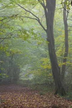 Old hornbeam tree over path in mist Stock Photos
