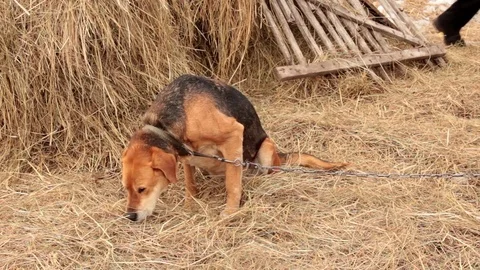 Old hound dog on hay Stock Footage 74334404