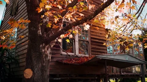 Old house with maple tree in an autumn farm. Colorful autumn house in Australia Stock Footage 140489495