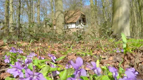 Old house in the park. Stock Footage 105281868