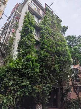 An old house surrounded by tree vines in daylight Stock Photos