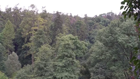 Old houses next to the forest Stock Footage
