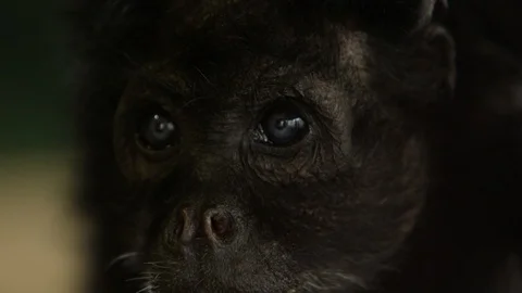 Old howler moneky looking around epic wildlife close up slow motion Stock Footage 126233163