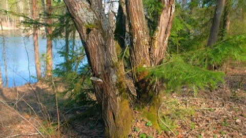 Old huge pine tree on river bak in forest at warm spring sunny day. Stock Footage 136421024