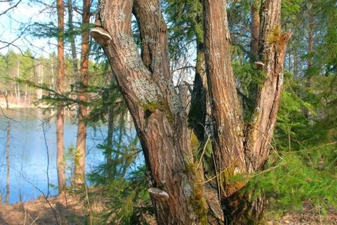 Old huge pine tree on river bak in forest at warm spring sunny day. Stock Photos