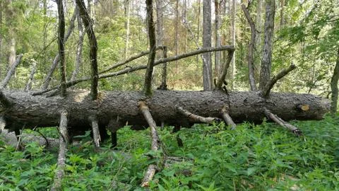 Old huge spruce tree broken lying among green plants, Bialowieza Forest, Pola Foto stock