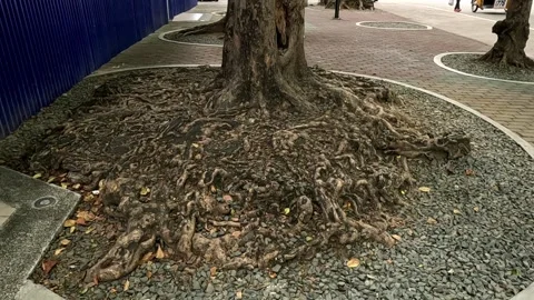 Old Huge Tree Roots on a City Park Marikina City Philippines Stock Footage 240736598