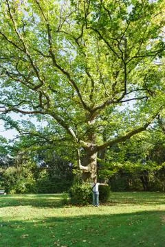 Old huge tree sycamore or plane tree (lat. Platanus) in the Sunny Park of the Stock Photos