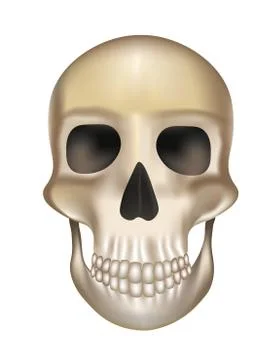 Old human skull Stock Illustration