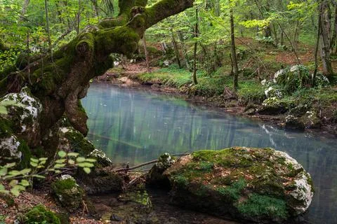 Old hunchbacked tree bent over river Stock Photos