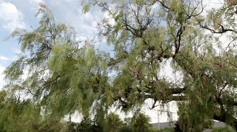 Old Hurse Stock Footage 58962464