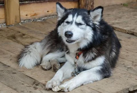 Old husky is lying on the boards Stock Photos