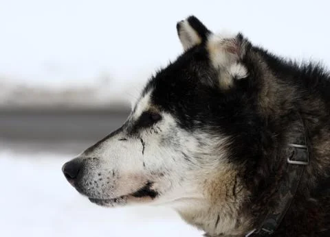 Old husky Stock Photos