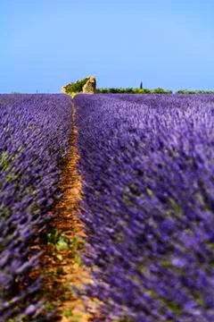 Old hut in lavender fields Stock Photos