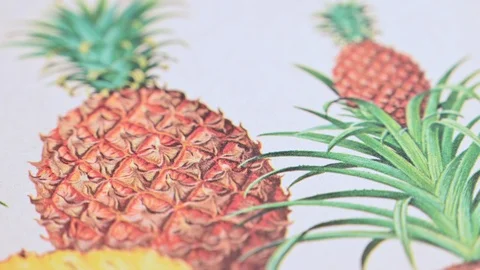 Old illustration of a pineapple fruit Stock Footage 124469530