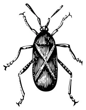 Old illustration of a Squash bug or Coreus tristis Stock Illustration