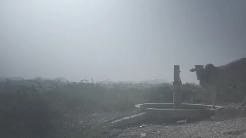 Old Indian water pump with cow Stock Footage 206305053