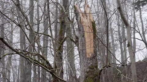 An old intact mixed forest with old thick trees and broken dead trunks. Stock Footage 275248403
