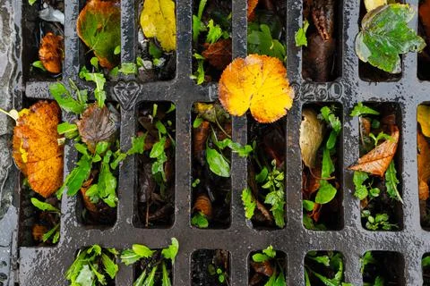 Old iron grates with rust through a long time. iron grating in asphalt with Stock Photos