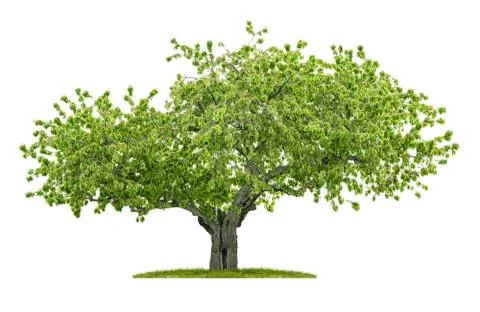 Old isolated cherry tree on a white background Foto stock