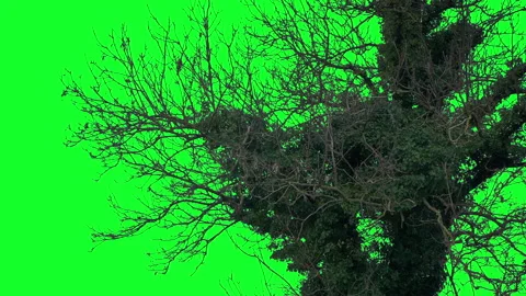 Old Ivy Covered Tree In Breeze Green Screen Stock Footage 330205317