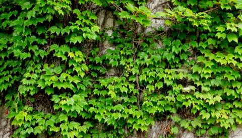 Old ivy wall Stock Photos