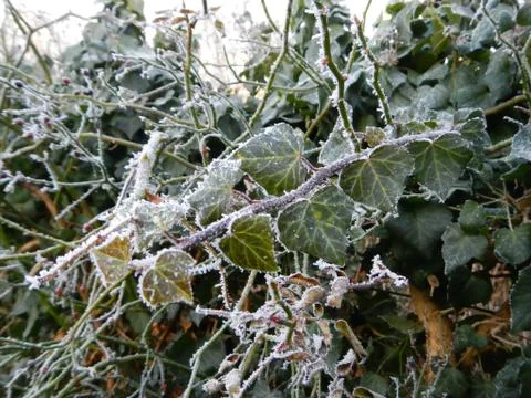Old ivy in winter with ice crust Stock Photos