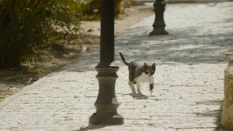 Old Jaffa: a cat walk in a old alley Video stock 85114447