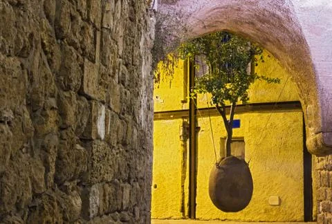 Old jaffa the hanging tree . Stock Photos