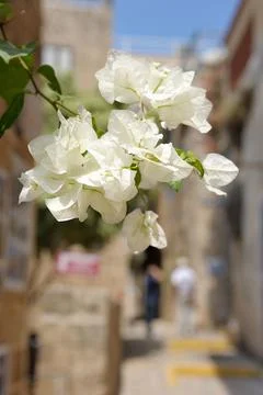 Old Jaffa Foto stock