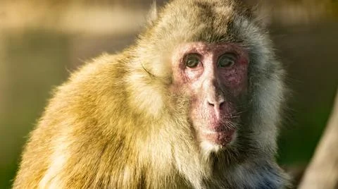 Old Japanese macaque (Macaca fuscata)  portrait looking at camera Stock Photos