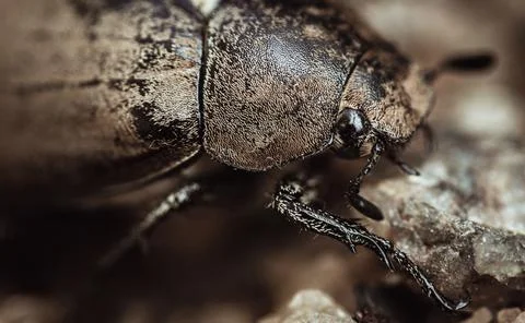 Old June beetle front face and legs on the sands close up macro, Stock Photos