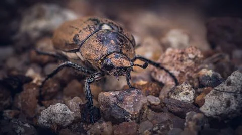Old June beetle front face and legs on the sands close up macro, Stock Photos