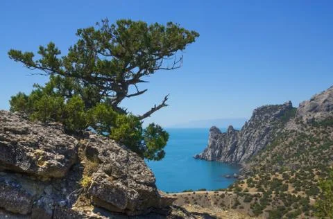 Old juniper on a rock Stock Photos