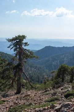 Old juniper tree on the edge of a cliff in the mountains Stock Photos