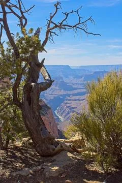 Old juniper tree on the edge of the Grand Canyon, Arizona. Stock Photos