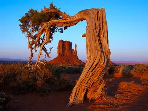 OLD JUNIPER TREE FRAMES MITTEN BUTTE Stock Photos