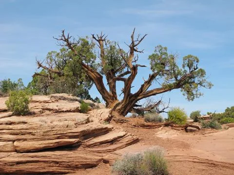 Old juniper tree growing in red rock desert Stock Photos