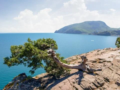 Old juniper tree growing on steep rock against the sea Stock Photos