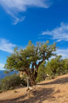 Old Juniper tree, Juniperus communis L. ( Cupressaceae), at the Grand Canyon. Stock Photos