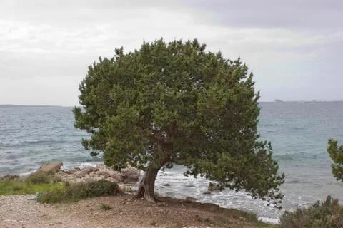 An old Juniper tree standing very near to the seaside Stock Photos