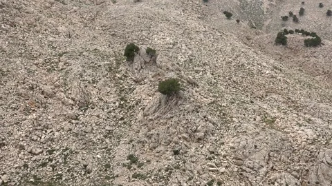 Old juniper tree stands on a rocky slope with sparse vegetation - Tree Survival Stock Footage 339819672