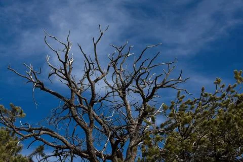 Old Juniper tree with white clouds in a blue sky at the Grand Canyon, Arizona Stock Photos