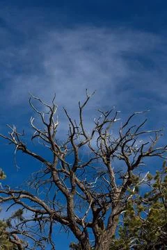 Old Juniper tree with white clouds in a blue sky at the Grand Canyon, Arizona Stock Photos
