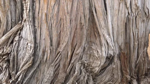 Old juniper trunk shows fibrous layered bark - Cracked Surface and Ancient Tree Stock Footage 339647152