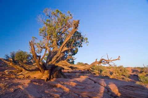 Old, knobbed utah-juniper (juniperus osteosperma), on a sandstone plateau, ca Foto stock
