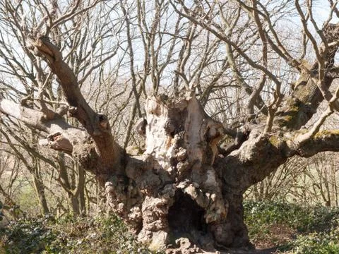 Old knobbly in the middle of a forest Stock Photos